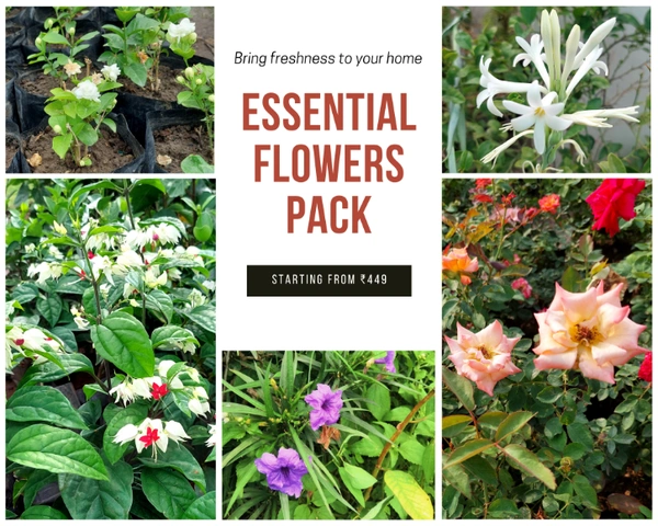 Essential Flowers Pack